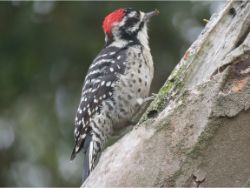 Nuttall's Woodpecker